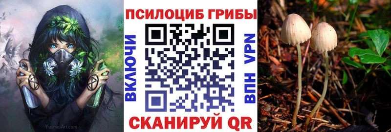 Галлюциногенные грибы Psilocybine cubensis блэк спрут ссылка Гвардейск